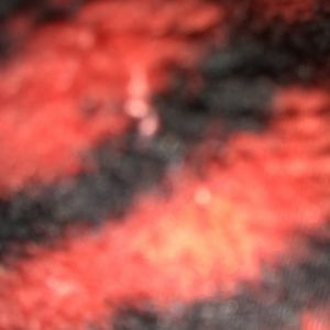 Meet your Posher, Brianne